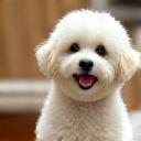 トイプードルのポートレート